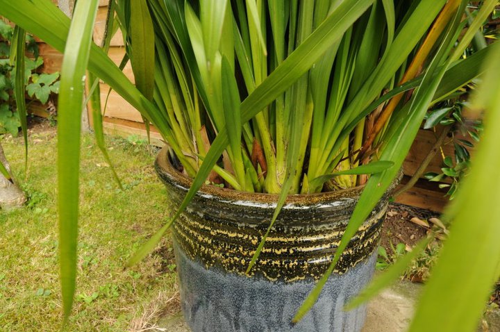 Cymbidiums like to have a pot full of roots.