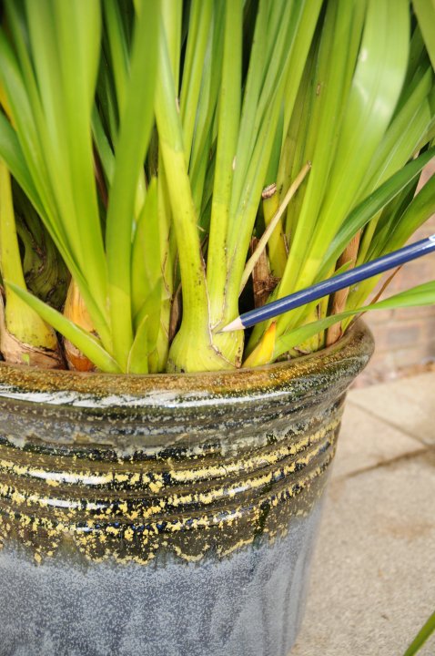 Remove leafless Cymbidium pseudobulbs