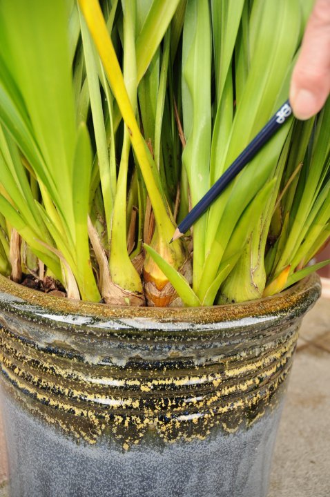 remove cymbidium pseudobulbs with yellow leaves.