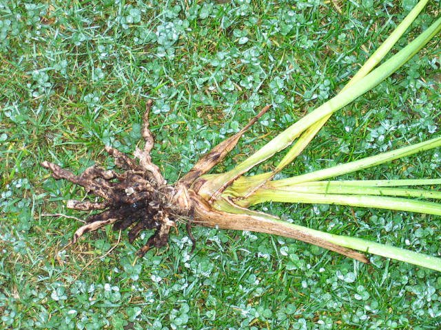 Discard cymbidium pseudobulbs with no visible healthy roots.