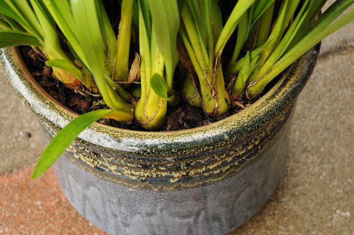 the base of the cymbidium pseudobulb should be at or just
above the compost level.