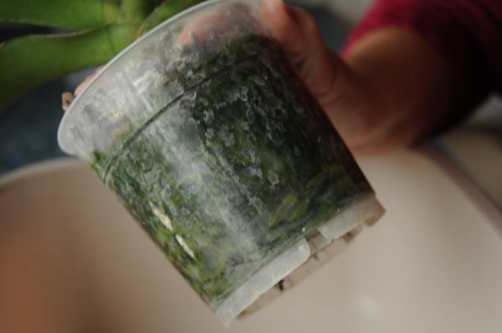 clear pot is showing green algae