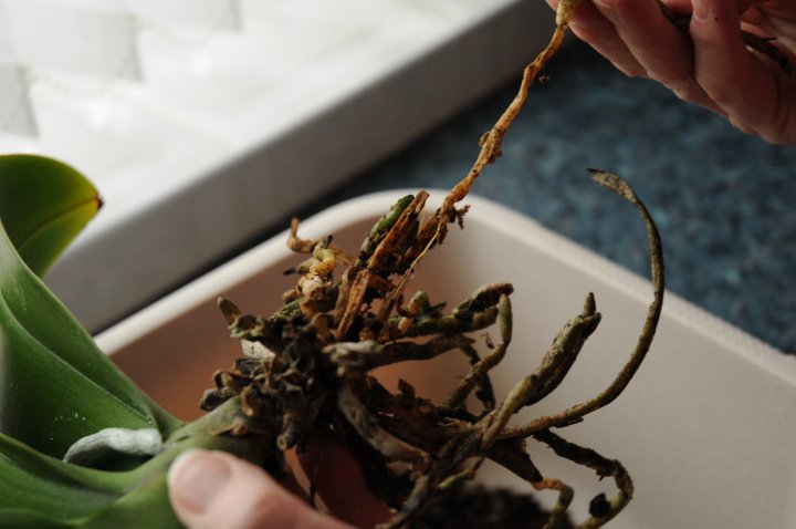 Inspect the phalaenopsis roots