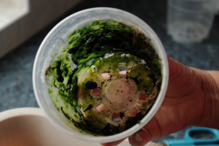 inside of clear plastic pot is green with algae