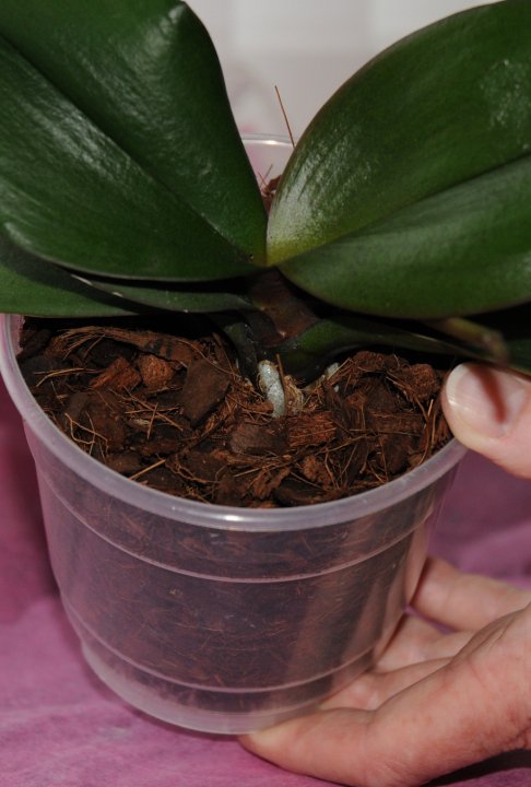 semi dry Phalaenopsis orchid compost before watering