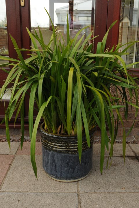 Large flowering Cymbidiums