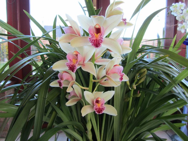 Beautiful Cymbidiums in bloom!