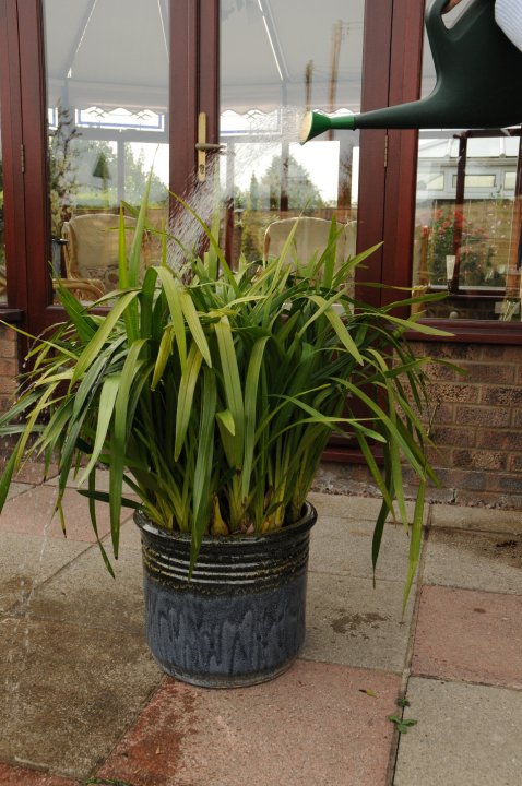 A sprinkling of tepid water over the Cymbidium leaves