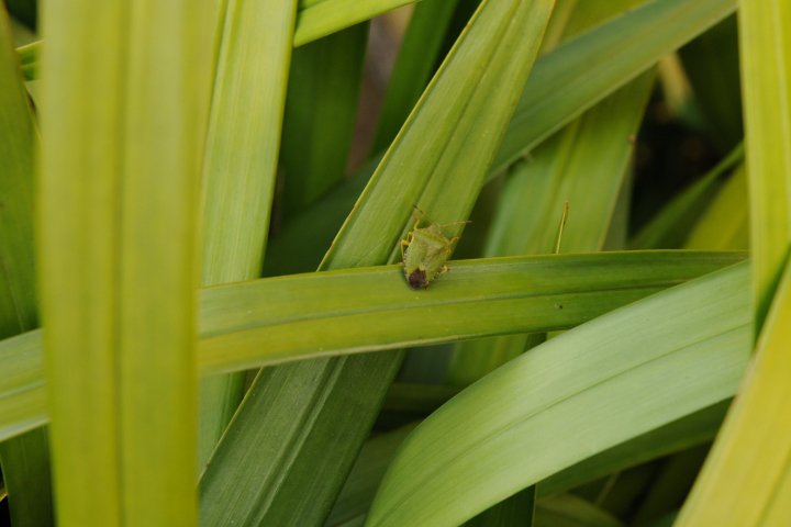 Ensure plant is free from pests.