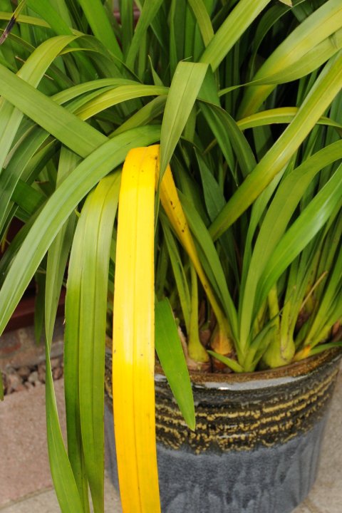 regularly remove badly damaged yellow Cymbidium leaves....