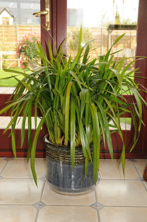 place Cymbidium in the conservatory