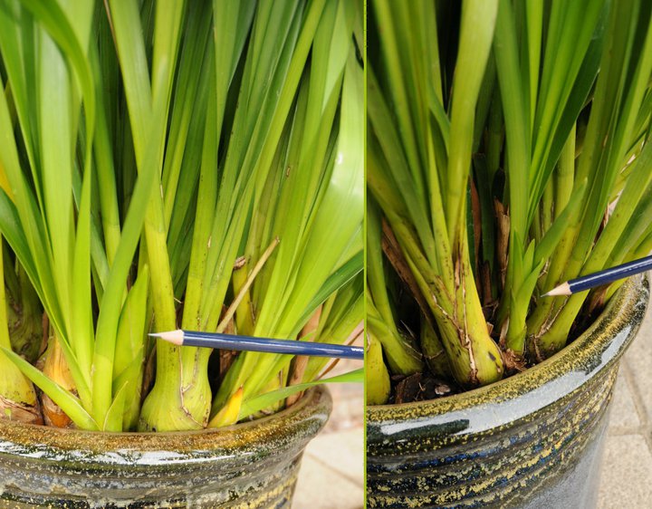 emerging Cymbidium flowering buds shown on the left, leaf buds on the right.