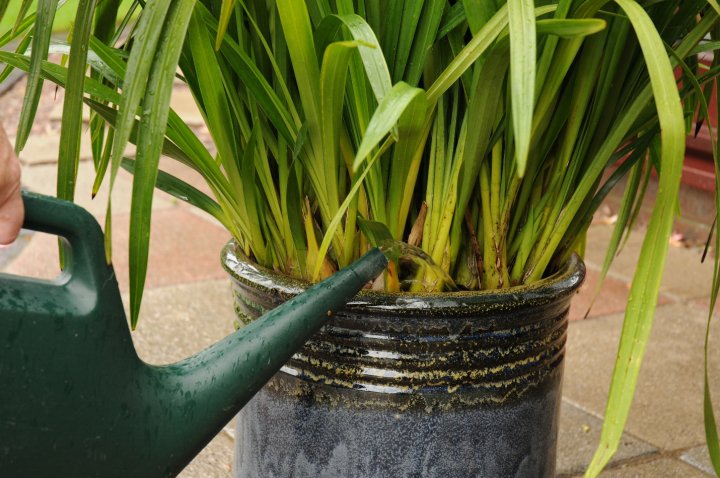 Watering Cymbidium Orchids