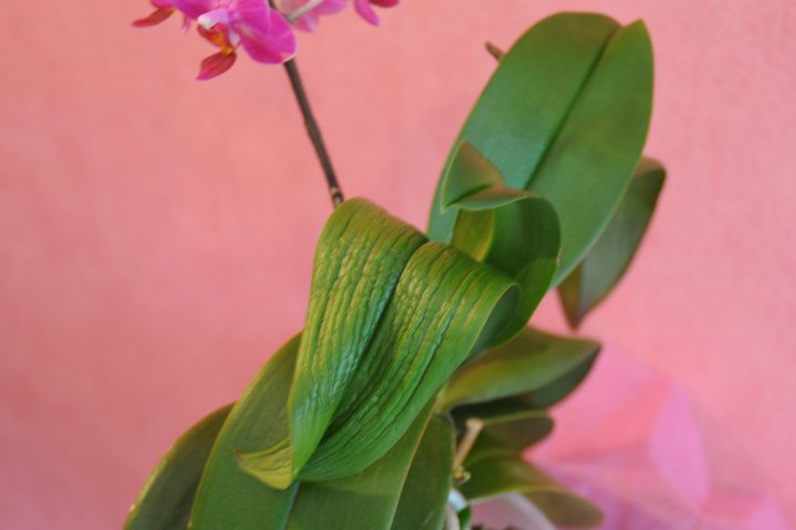 over watering will crinkle Phalaenopsis orchid leaves