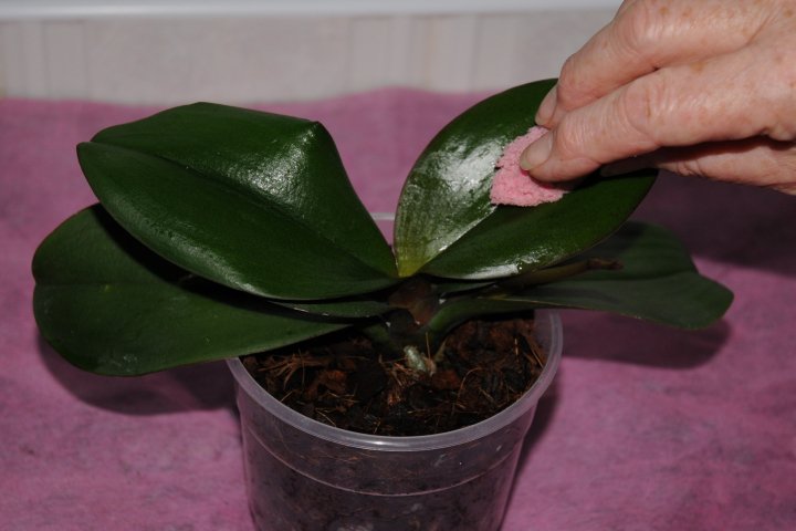 Cleaning Phalaenopsis orchid foliage with a damp sponge