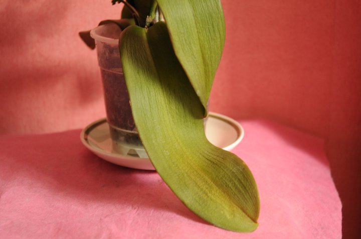 Exposure to fumes can cause Phalaenopsis orchid wilting.