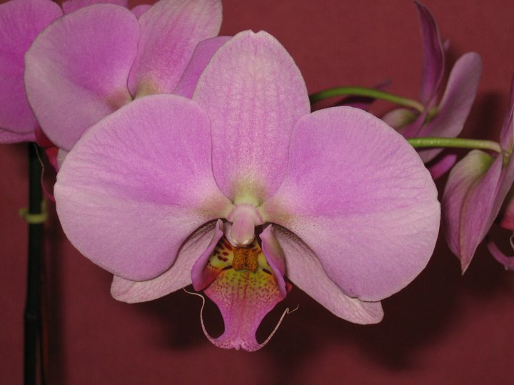 Phalaenopsis moth orchid are easiest to grow