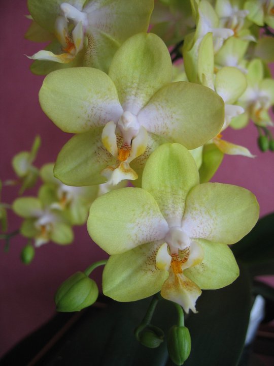 Phalaenopsis moth orchids come in many green colors