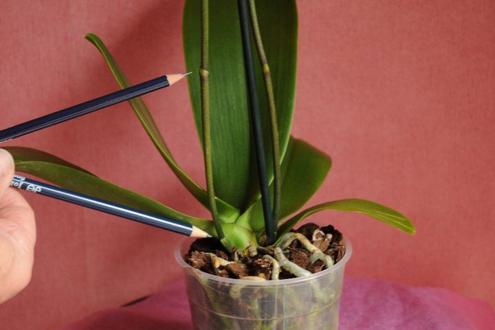 make a clean cut above the second node of the old flower stem
