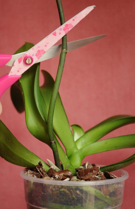 scissors cutting above the second stem node