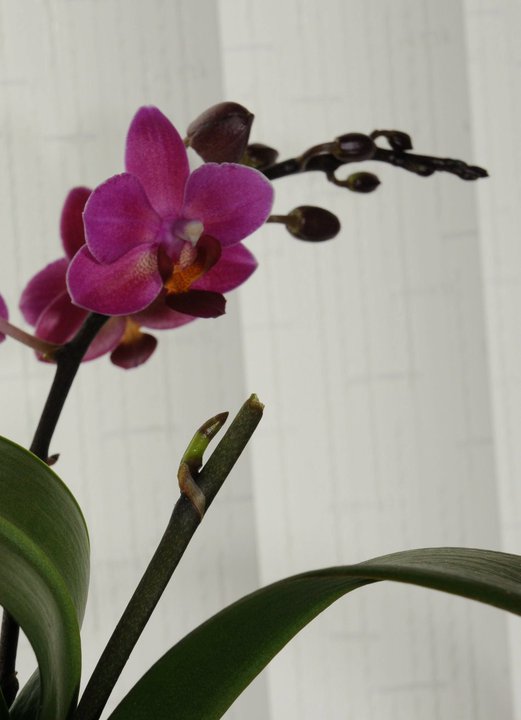 a new stem will develop from one of the phalaenopsis nodes