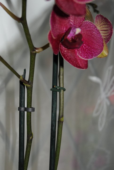 Staking the flowering stem of your phalaenopsis