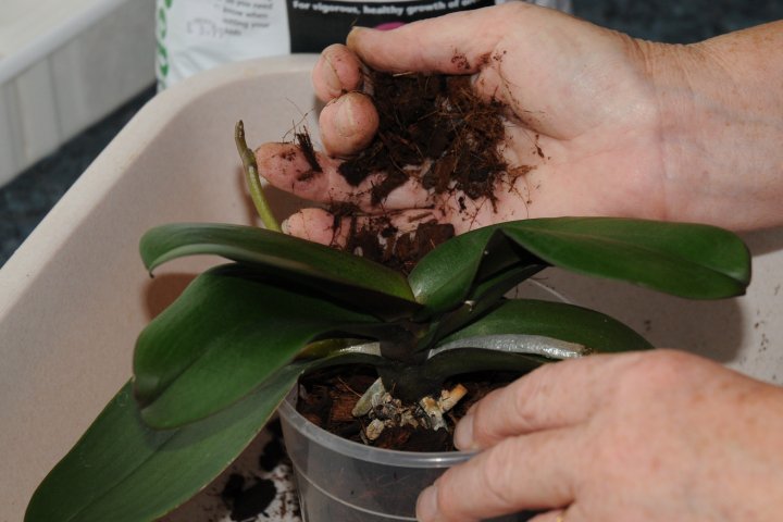 continue to fill phalaenopsis pot with compost