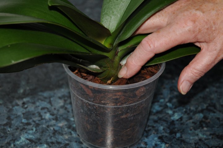 Fill the pot with good quality orchid compost