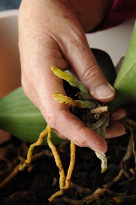 trimmed phalaenopsis roots