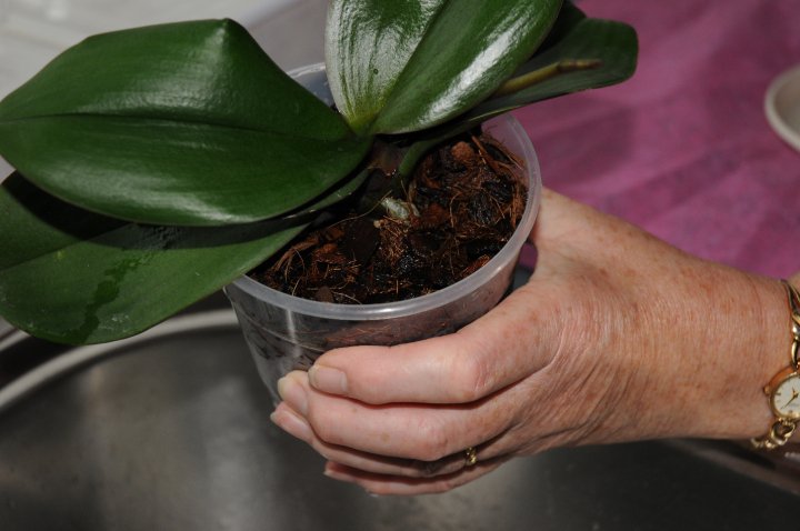 Familiarizing yourself to the weight of the Phalaenopsis pot before and after watering